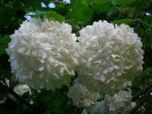 Kalina koralowa (Viburnum opulus) Roseum c1 zdjęcie 2