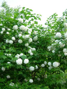Kalina koralowa (Viburnum opulus) Roseum c1 zdjęcie 3
