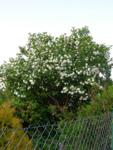 Kalina koralowa (Viburnum opulus) Roseum c1 zdjęcie 4
