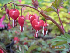Serduszka (Dicentra) Valentine zdjęcie 2