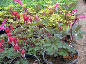 Serduszka (Dicentra) Valentine zdjęcie 3