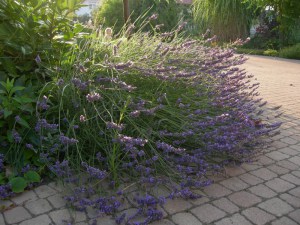 Lawenda pośrednia (Lavendula intermedia) Grosso zdjęcie 8
