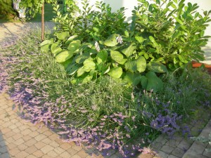 Lawenda pośrednia (Lavendula intermedia) Grosso zdjęcie 9