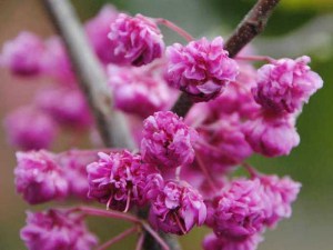 Judaszowiec kanadyjski (Cercis canadensis) Pink Pom Poms c4 zdjęcie 3