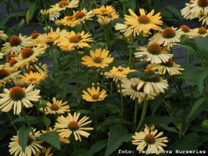 Jeżówka purpurowa (Echinacea) Aloha zdjęcie 3