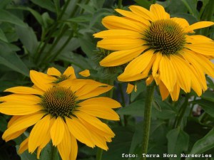 Jeżówka purpurowa (Echinacea) Leilani zdjęcie 4