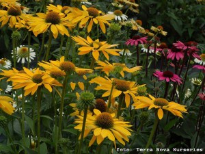 Jeżówka purpurowa (Echinacea) Leilani zdjęcie 5