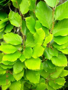 Buk żółtolistny kolumnowy (Fagus sylvatica) Dawyck Gold c4 zdjęcie 4
