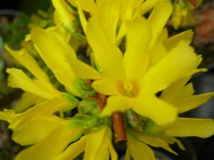 Forsycja_po__red_4d3483f87d9bf.jpg
