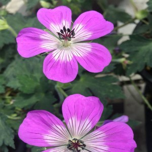 Bodziszek mieszańcowy (Geranium hybridum) Bloom Time zdjęcie 3