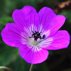 Bodziszek mieszańcowy (Geranium hybridum) Bloom Time zdjęcie 4