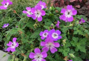 Bodziszek mieszańcowy (Geranium hybridum) Bloom Time zdjęcie 5