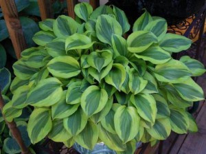 Funkia (Hosta) Grand Tiara zdjęcie 1
