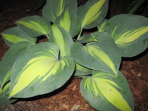 Funkia (Hosta) Grand Marque zdjęcie 4