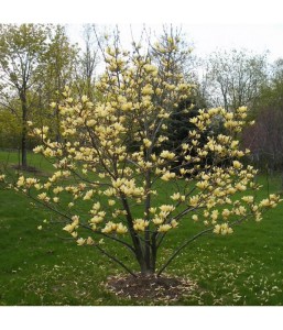 Magnolia Butterflies c3 zdjęcie 6