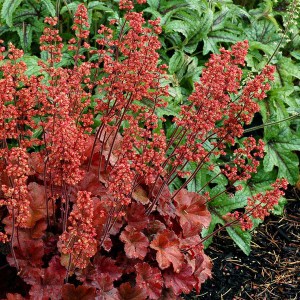 Żurawka (Heuchera) Cherry Cola zdjęcie 2