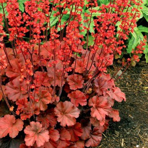 Żurawka (Heuchera) Cherry Cola zdjęcie 3