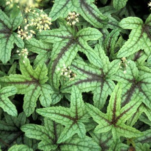 Żuraweczka (Heucherella) Kimono zdjęcie 2