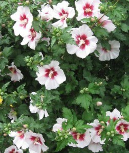 Ketmia syryjska (Hibiscus syriacus) China Chiffon c2 zdjęcie 4