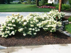 Hortensja bukietowa Lammetje - Little Lamb Hydrangea c3 zdjęcie 3