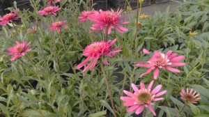 Jeżówka purpurowa (Echinacea) Southern Belle zdjęcie 7