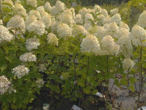 Hortensja bukietowa (Hydrangea paniculata) Silver Dollar c3 zdjęcie sadzonki 1