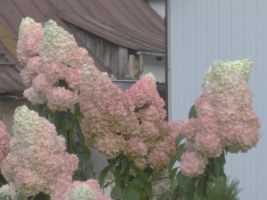 Hortensja Vanille Fraise na pniu, Hortensja Renhy c3 zdjęcie 8