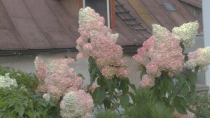 Hortensja Vanille Fraise na pniu c7,5 zdjęcie 8