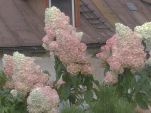 Hortensja Vanille Fraise na pniu, Hortensja Renhy c3 zdjęcie 7