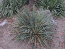 Jukka karolińska (Yucca filamentosa) Bright Edge zdjęcie 3