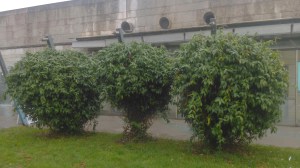 Wiciokrzew Henry'ego (Lonicera henryi) zdjęcie 5