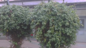 Wiciokrzew Henry'ego (Lonicera henryi) zdjęcie 6