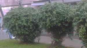 Wiciokrzew Henry'ego (Lonicera henryi) zdjęcie 7