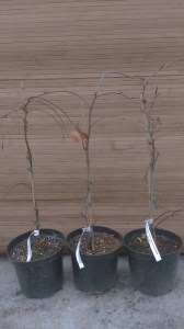 Buk pospolity (Fagus sylvatica) Purpurea Pendula c4 zdjęcie sadzonki
