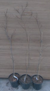 Buk pospolity (Fagus sylvatica) Rohanii zdjęcie sadzonki