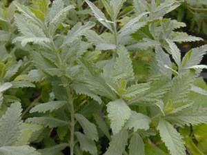 Perowskia łobodolistna (Perovskia) Silvery Blue zdjęcie 7