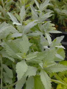 Perowskia łobodolistna (Perovskia) Silvery Blue zdjęcie 8