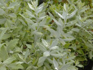 Perowskia łobodolistna (Perovskia) Silvery Blue zdjęcie 9