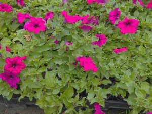 Surfinia Purple - wisząca petunia, petunia kaskadowa zdjęcie 1