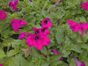 Surfinia Purple - wisząca petunia, petunia kaskadowa zdjęcie 2