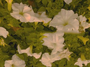 Surfinia Purple - wisząca petunia, petunia kaskadowa zdjęcie 1
