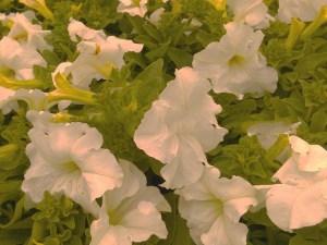 Surfinia Purple - wisząca petunia, petunia kaskadowa zdjęcie 2
