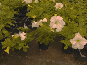 Surfinia Purple - wisząca petunia, petunia kaskadowa zdjęcie sadzonki