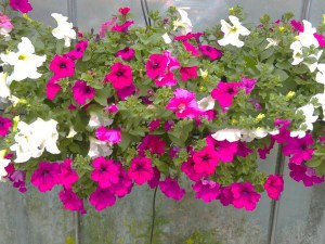 Surfinia Purple - wisząca petunia, petunia kaskadowa zdjęcie 3