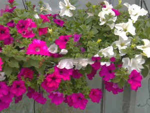 Surfinia Purple - wisząca petunia, petunia kaskadowa zdjęcie 4