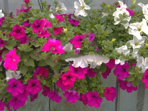 Surfinia Purple - wisząca petunia, petunia kaskadowa zdjęcie 4