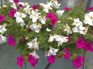 Surfinia Purple - wisząca petunia, petunia kaskadowa zdjęcie 5