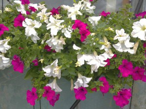 Surfinia Purple - wisząca petunia, petunia kaskadowa zdjęcie 5
