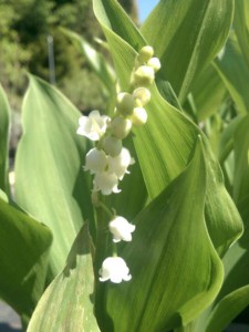Konwalia majowa (Convallaria majalis) zdjęcie 1