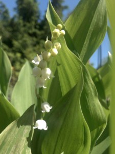 Konwalia majowa (Convallaria majalis) zdjęcie 2